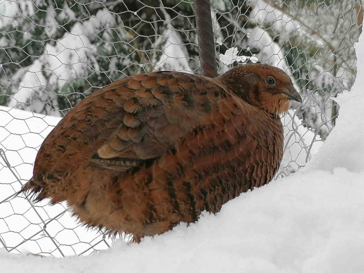 Appartamento Accogliente Di Montagna A Cavagnago Faido Extérieur photo